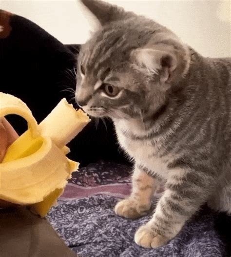 cat eat gif|cat eating meme gif.